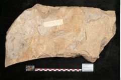 Foto (Objekt + Etikett) von Callitris brongniartii Endl. (NHMW-GEO-2024-0188-11393)